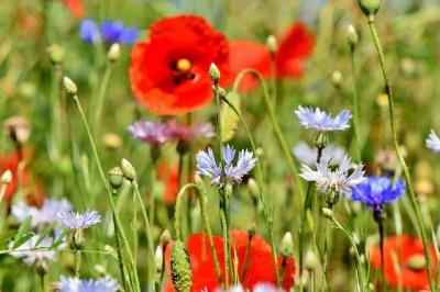 La santé par les plantes